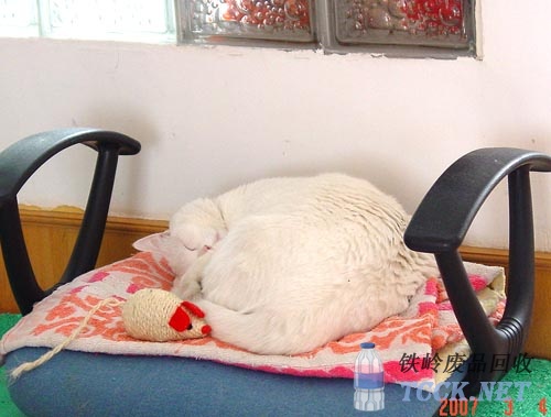 废物利用：做坏的椅子留个猫咪当床